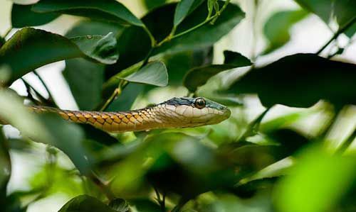 Pregnant women dreamed about being surrounded by snakes, and 5 months pregnant dreamed about being surrounded by white snakes Picture 2