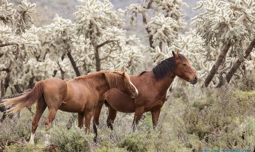 The fortune of people born in the Year of the Horse. What is the fortune of a Horse born in September of the lunar calendar? Figure 3