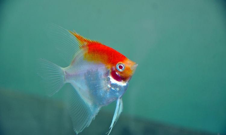 Comprehensive collection of pet fish names, cute names for small fishes Comprehensive collection of cute fish names Picture 2