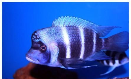 Comprehensive collection of pet fish names, cute names for small fishes Comprehensive collection of cute fish names Picture 3