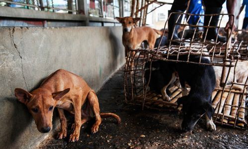 What does it mean to dream about killing a dog and eating dog meat? Dreaming about killing a dog and eating dog meat and bringing back a white cat Picture 2