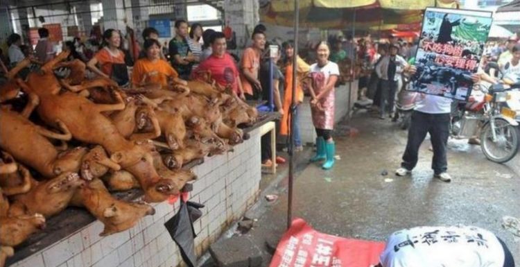 梦见打死狗吃狗肉是什么意思,梦见杀狗吃狗肉还带回一只白色的猫咪图3