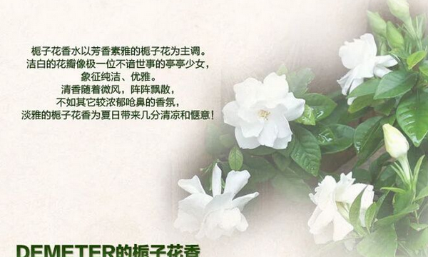 gardenia, gardenia what does it mean in Chinese picture 1