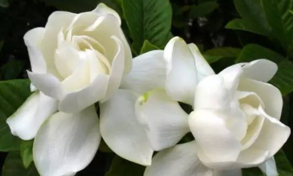 What does gardenia, gardenia mean in Chinese picture 2?