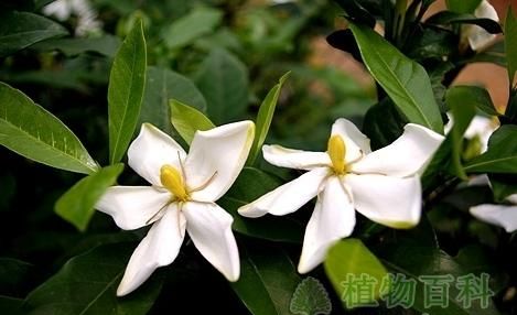 What does gardenia, gardenia mean in Chinese picture 3?