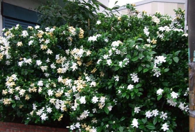 gardenia,gardenia什么意思中文图4