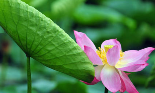 What kind of lotus flowers are blooming in the pond? Complete this sentence. What kind of lotus flowers are blooming in what kind of pond? Picture 1