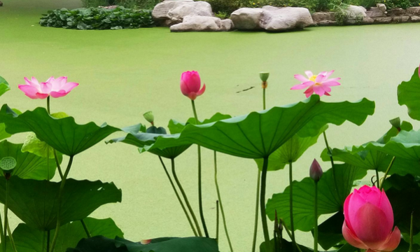 What kind of lotus flowers are blooming in the pond? Complete this sentence. What kind of lotus flowers are blooming in what kind of pond? Picture 2