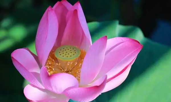 What kind of lotus flowers are blooming in the pond? Complete this sentence. What kind of lotus flowers are blooming in what kind of pond? Picture 3