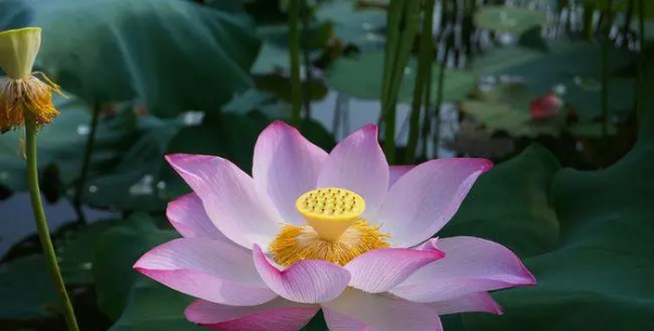 What kind of lotus flowers are blooming in the pond? Complete this sentence. What kind of lotus flowers are blooming in what kind of pond? Picture 4