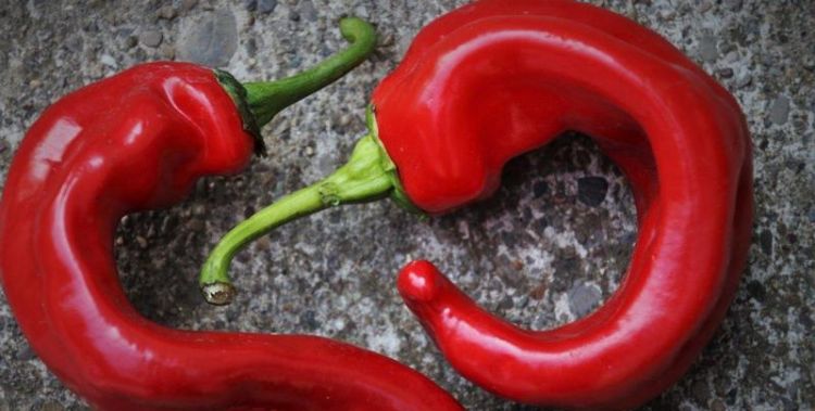 Duke Zhou interprets dreams about red peppers, what does it mean to dream about green and red peppers Picture 2