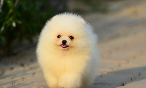 Complete list of small dog breeds and pictures, top ten medium-sized dogs suitable for domestic use Picture 17