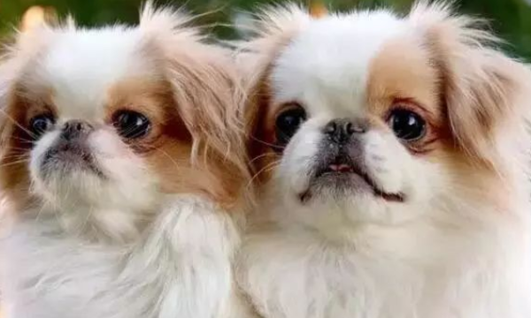 Complete list of small dog breeds and pictures, top ten medium-sized dogs suitable for domestic use Picture 21