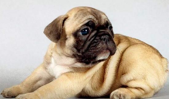 Small dog breeds and pictures, small dog breeds and pictures picture 6