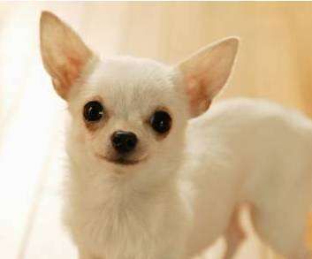 Small dog breeds and pictures, small dog breeds and pictures picture 7