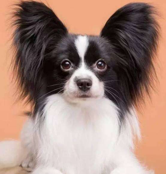 Small dog breeds and pictures, small dog breeds and pictures picture 16