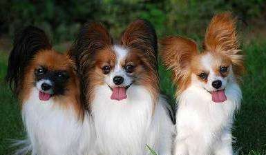 Small dog breeds and pictures, small dog breeds and pictures picture 17