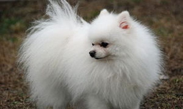 Small dog breeds and pictures, small dog breeds and pictures picture 26