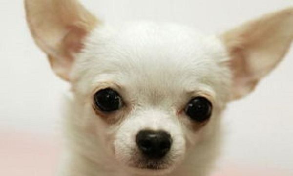 Small dog breeds and pictures, small dog breeds and pictures picture 27