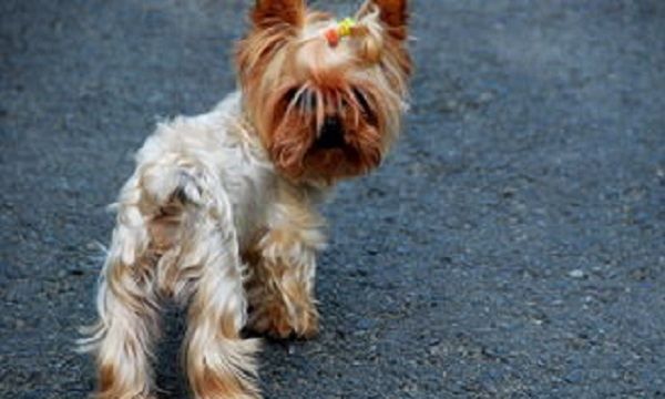 Small dog breeds and pictures, small dog breeds and pictures picture 28