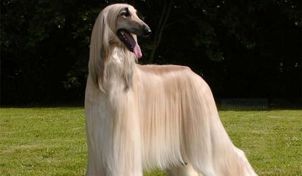 A complete list of large pet dog breeds, what are the large dog breeds? Figure 1