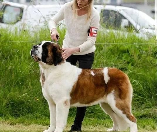 A complete list of large pet dog breeds, what are the large dog breeds? Figure 2