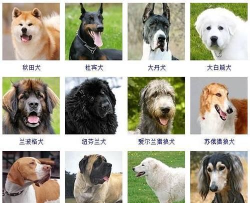 A complete list of large pet dog breeds, what are the large dog breeds? Figure 4