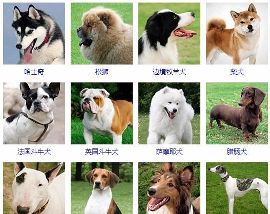 Dog encyclopedia, breed, picture name, pet dog breed picture encyclopedia, large picture, popular picture 2