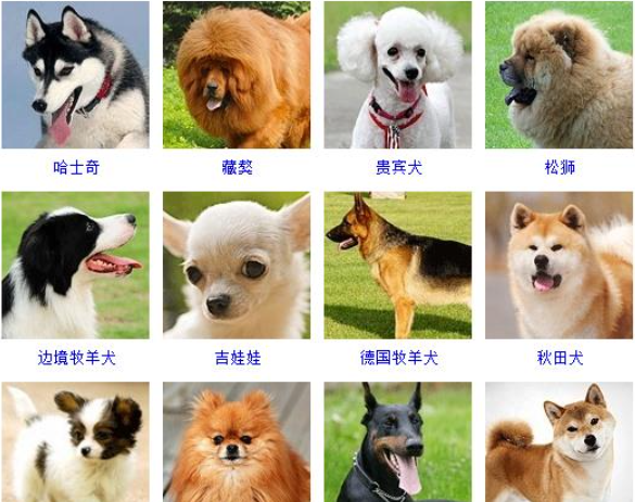 Dog encyclopedia, breed, picture name, pet dog breed picture encyclopedia, large picture, popular picture 3