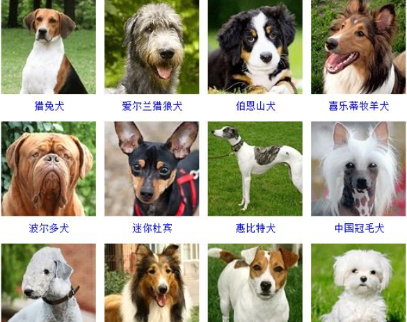 Dog encyclopedia, breed, picture name, pet dog breed picture encyclopedia, large picture, popular picture 6