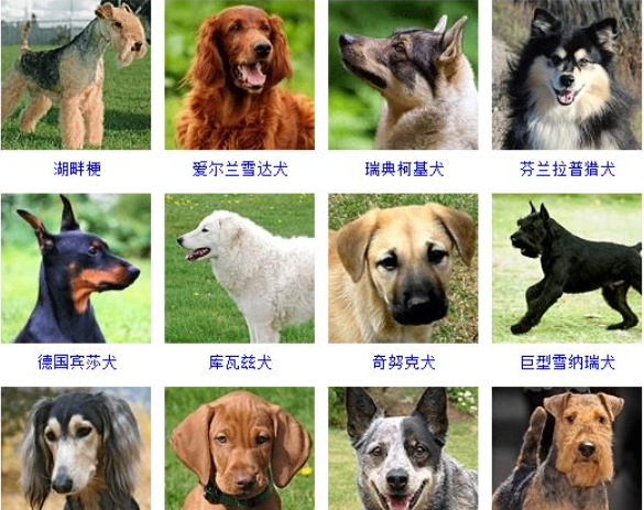 Dog encyclopedia, breed, picture name, pet dog breed picture encyclopedia, large picture, popular picture 10