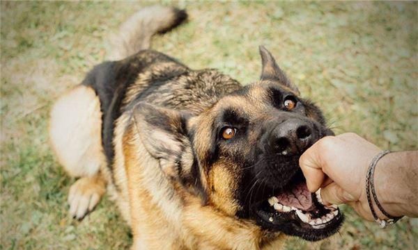 It is a good sign for a man to dream about being bitten by a dog. What does it mean when a man dreams about being bitten by his dog? Picture 1