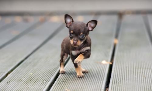 Breeds and pictures of small pet dogs, do small pet dogs look petite? Picture 8