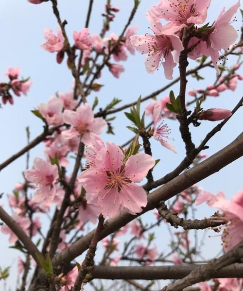 Every year when the peach blossoms bloom, I will think of a person. Every year when the peach blossoms bloom, I will think of a person. Song Picture 3