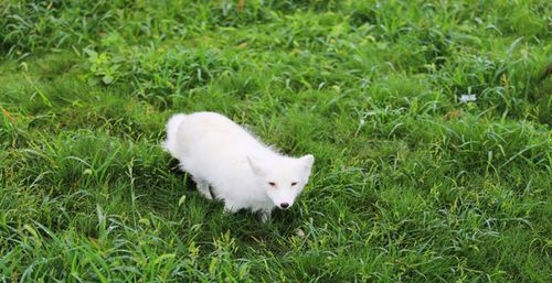 I dreamed that the white fox came into the house and was driven away. I dreamed that the fox couldn’t be driven away from the house. Picture 3