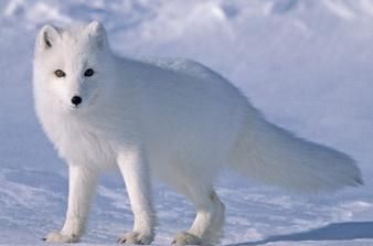 I dreamed that the white fox came into the house and was driven away. I dreamed that the fox couldn’t be driven away from the house. Picture 4