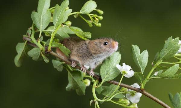 What kind of rat is it? What is the fate of those born in 2023? Chart 5