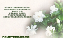 gardenia,gardenia什么意思中文