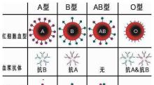 o型血与a型血,o型血与a型血的区别